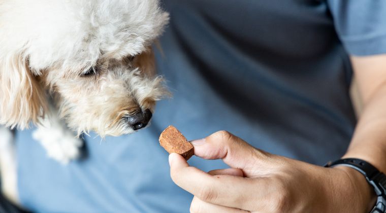 A Spectrum of Care Approach to Canine Heartworm Disease