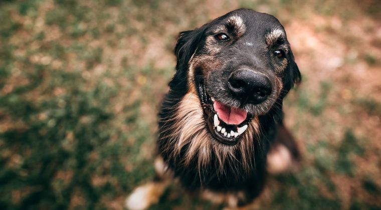 A Spectrum of Care Approach for Canine Pyometra