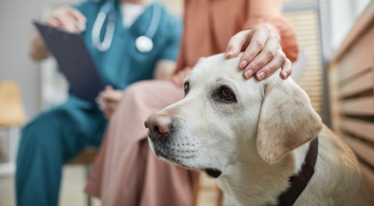 A Spectrum of Care Approach to Canine Uroliths