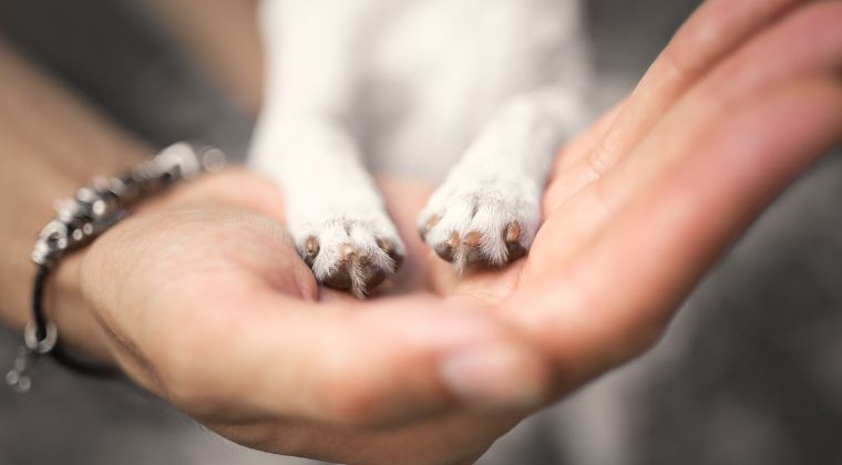 Approaching Potential Animal Cruelty Through a Lens of Spectrum of Care