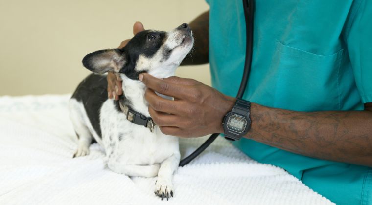 The Spectrum of Care Approach to Veterinary Medicine