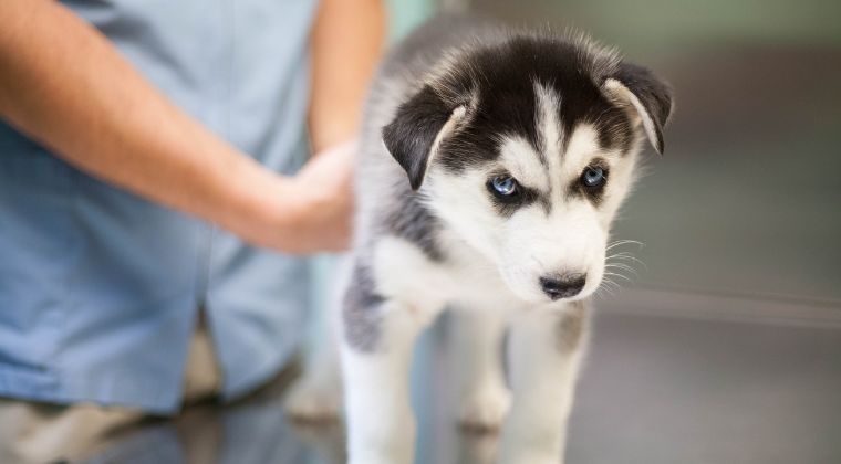 A Spectrum of Care Approach to Treating Canine Parvovirus
