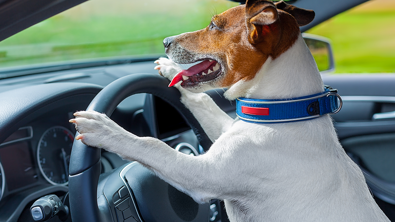 Address Transportation Barriers to Increase Access to Veterinary Care