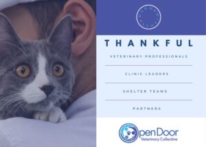 cat curiously looking over person's shoulder