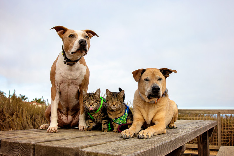 When Pets Need a Lift