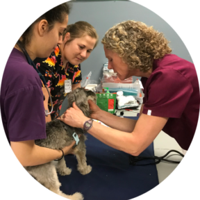 veterinarian inspecting a dog with 2 other people observing